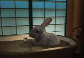 a rabbit bathes in a tub